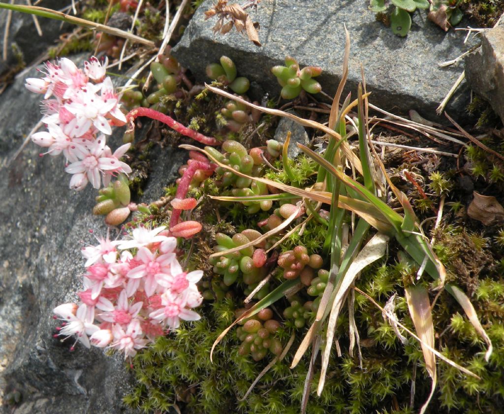 Sedum album